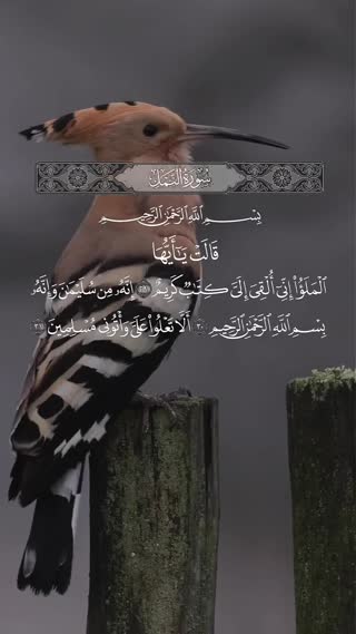 استاد عبدالباسط