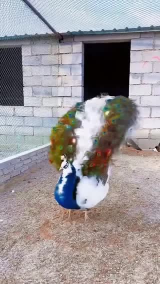 زیبایی خلقت