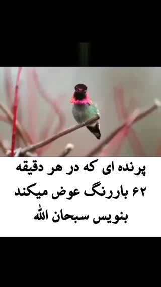 مخلوقات زیبای خداوند