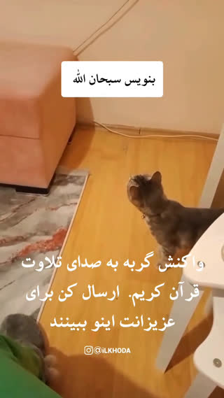 واکنش گربه به صدای تلاوت قرآن