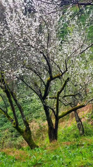 بهار طبیعت مبارک