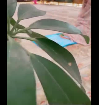 رضایت خریدار سجاده سخنگو 