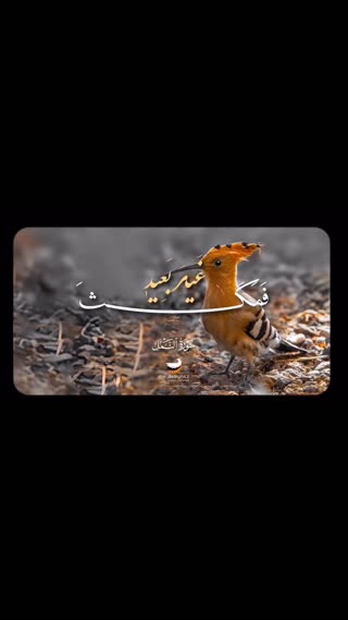 شیخ مصطفی اسماعیل