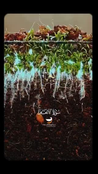 شیخ محمد اللیثی